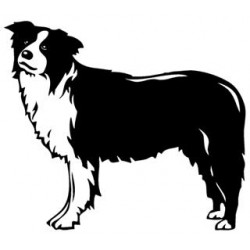 Bordercollie 3