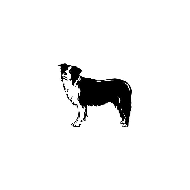 Border Collie 3