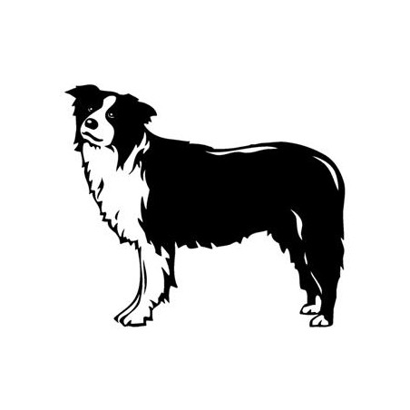 Border Collie 3